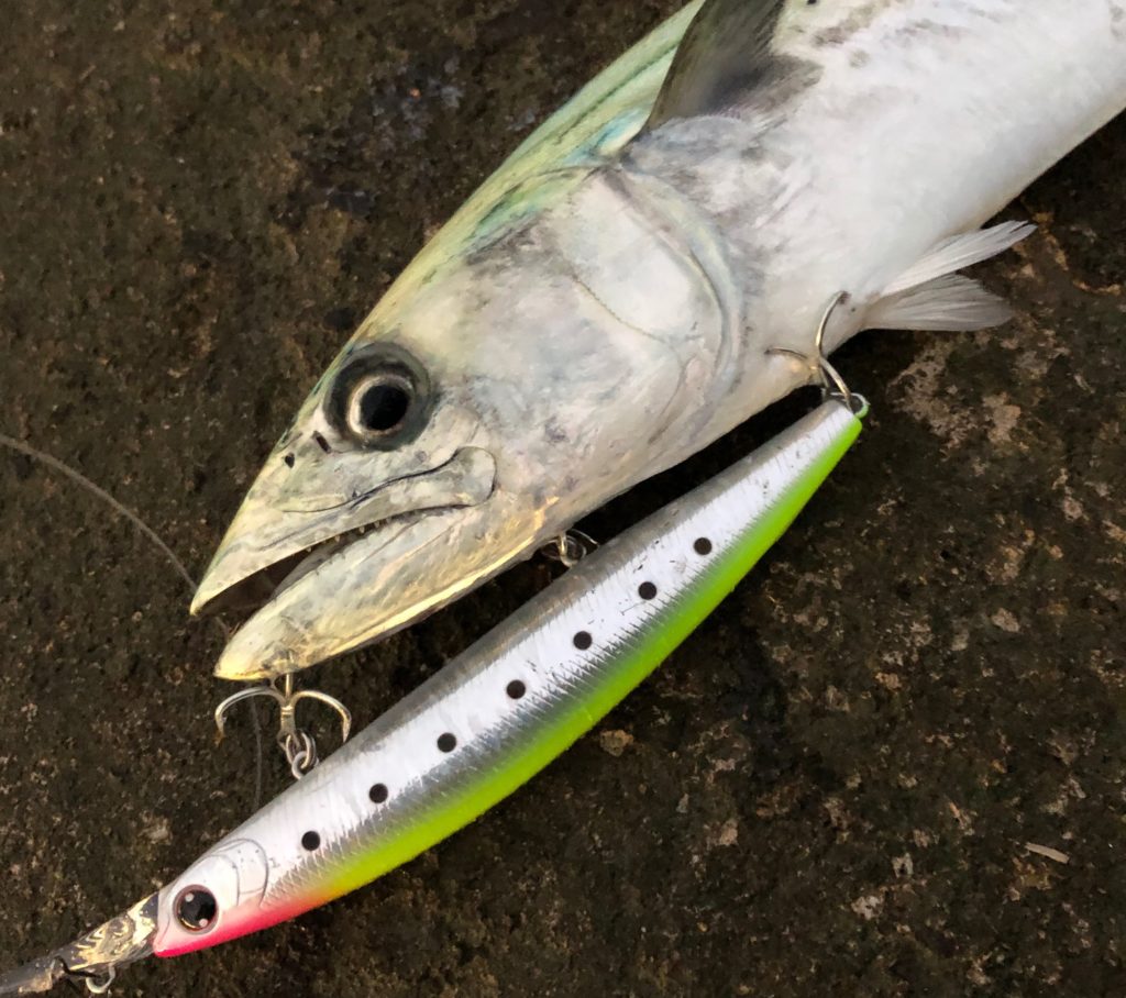 【釣り】ただ巻きミノーはセットアッパー！シーバス以外に青物サゴシが釣れる