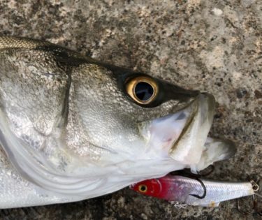 【釣り】オルルド釣具の激安シーバスレンジバイブ釣果とおすすめルアーカスタマイズ