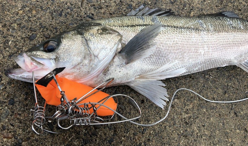 【釣り】魚料理系Youtuberの使っている道具一覧(包丁・ササラ)